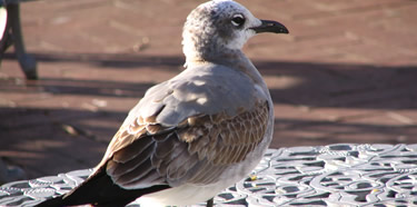 wildlife at the park